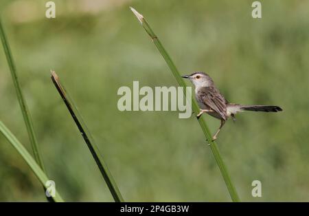 Einheimische Rasse von Plain Prinia (Prinia inornata insularis), männlicher Erwachsener, mit geschwungenem Schwanz, auf dem Blatt stehend, Udalawawe, Sri Lanka Stockfoto