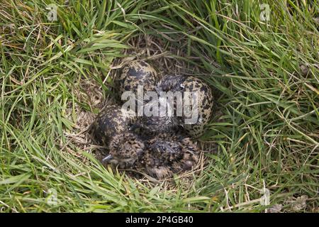 Nördlicher Lapflügel (Vanellus vanellus) zwei Küken, die aus Eiern im Nest, Suffolk, England, Vereinigtes Königreich, schlüpfen Stockfoto