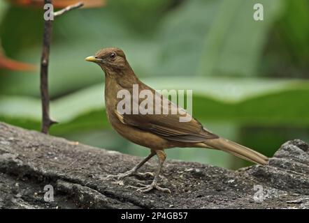 Tonfarbenes Rotkehlchen (Turdus grayi casius), Erwachsener, auf Baumstamm stehend, Canopy Lodge, El Valle, Panama Stockfoto