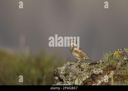 Rotflügel (Turdus iliacus coburni), Erwachsener, steht auf einem Felsen, umgeben von Fliegen, Island Stockfoto