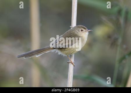 Eingefärbte Prinia (Prinia inornata extensicauda), Erwachsener, auf Schilfstiel sitzend, Hongkong, China Stockfoto