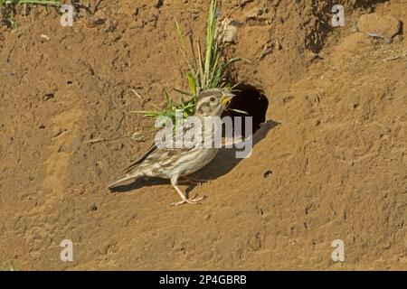 Felsspatze (Petronia petronia), Erwachsener, steht am Eingang des Nessellochs, Extremadura, Spanien Stockfoto