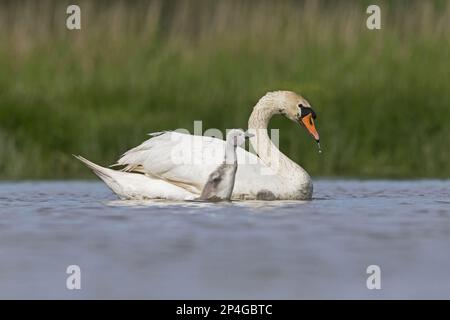 Mute Swan (Cygnus olor), Erwachsene Frau mit Cygnet, dehnend auf Wasser, Suffolk, England, Großbritannien Stockfoto