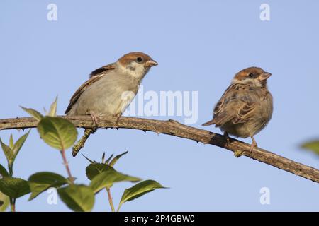 Eurasian Tree Sparrow (Passer montanus), zwei Jungtiere, hoch oben auf Bromble Stamm, Bempton, East Yorkshire, England, Vereinigtes Königreich Stockfoto