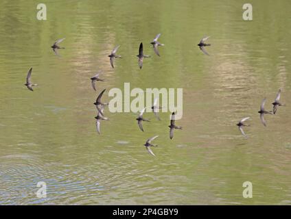 Common Swift (Apus apus) 16 Erwachsene, Herde im Flug über Wasser, Castilla y Leon, Spanien Stockfoto