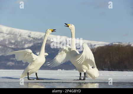 Keuchschwan (Cygnus cygnus), erwachsenes Paar, das auf dem gefrorenen See, Lake Kussharo, Akan N.P., Hokkaido, Japan anruft und zeigt Stockfoto