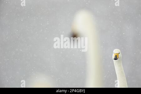 Keuchschwan (Cygnus cygnus) zwei Erwachsene, Nahaufnahme von Kopf und Hals, auf einem gefrorenen See bei Schneefall, Kussharo-See, Akan N.P., Hokkaido, Japan Stockfoto