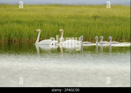 Keuchschwan (Cygnus cygnus) Erwachsene Paar und Cygnets, Schwimmen auf See, Island Stockfoto