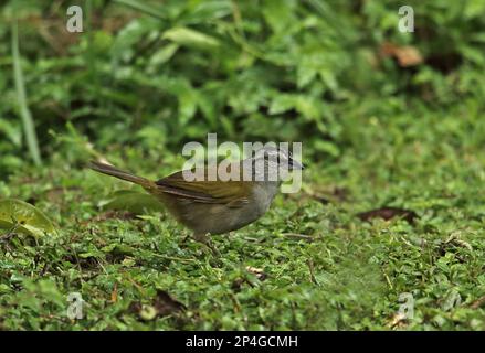 Erwachsener Schwarzgestreifter Spatz (Arremonops conirostris striaticeps), der bei Regen auf dem Boden steht, Fluss Chagres, Panama Stockfoto