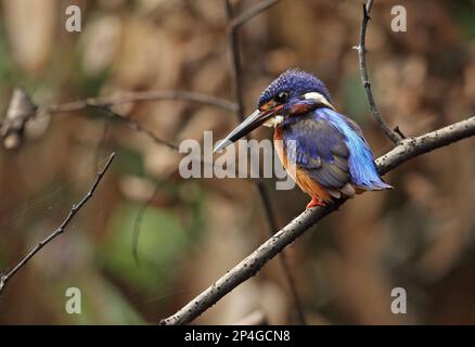 Blauohr-Kingfisher (Alcedo meninting meninting), männlicher Erwachsener, mit gespreiztem Schwanz, sitzt auf einem Ast, Way Kambas N. P. Lampung Province, Sumatra Stockfoto