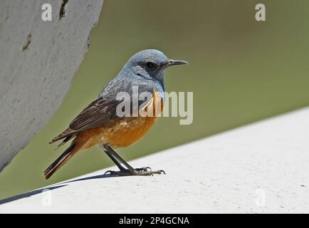 Langzehenstrumpf, Singvögel, Tiere, Vögel, Sentinel Rock-Strumpf (Monticola Explorator) männlich, auf Abflussrohr stehend, Wakkerstroom Stockfoto