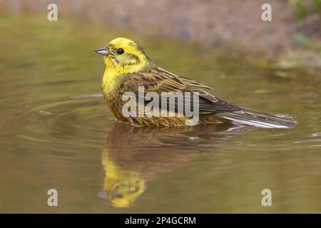 Yellowhammer (Emberiza citrinella) männlich, Zuchthupfer, Baden im Gartenteich, Duns, Berwickshire, Schottland, Vereint Stockfoto