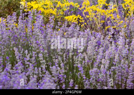 Lavendel und gelbe Wildblumen im Sommer aus nächster Nähe, Hintergrund Stockfoto
