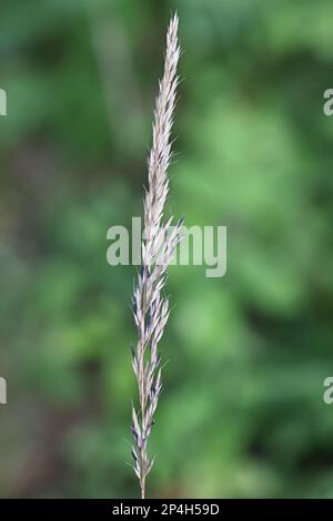 Claviceps purpurea, gemeinhin als Mutterkornpilz bekannt, wächst auf Schilfgras Calamagrostis arundinacea in Finnland Stockfoto