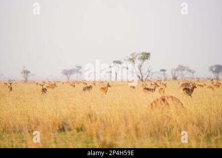 Antilopen im Gras bei Morgenstimmung im Murchinson Falls-Nationalpark in Uganda Stockfoto