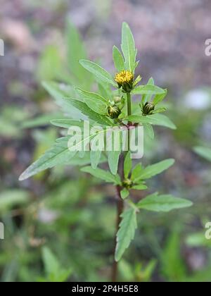 Bidens tripartita, allgemein bekannt als Trifid Bur-Ringelblume, Threelobe beggartikk oder Tickseed, Wildpflanze aus Finlnad Stockfoto