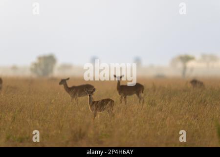 Antilopen im Gras bei Morgenstimmung im Murchinson Falls-Nationalpark in Uganda Stockfoto