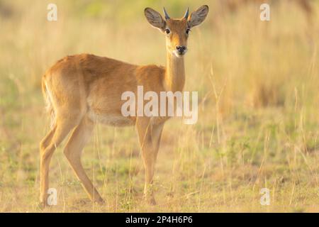 Antilopen im Gras bei Morgenstimmung im Murchinson Falls-Nationalpark in Uganda Stockfoto