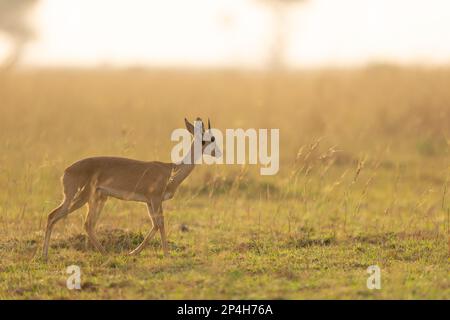 Antilopen im Gras bei Morgenstimmung im Murchinson Falls-Nationalpark in Uganda Stockfoto