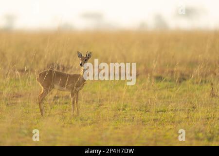 Antilopen im Gras bei Morgenstimmung im Murchinson Falls-Nationalpark in Uganda Stockfoto