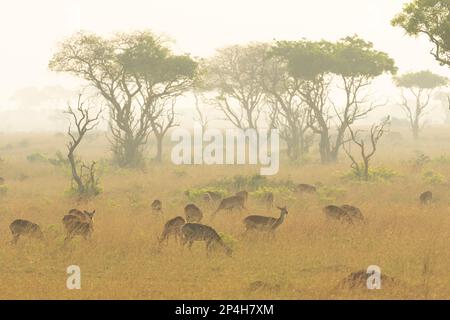 Antilopen im Gras bei Morgenstimmung im Murchinson Falls-Nationalpark in Uganda Stockfoto