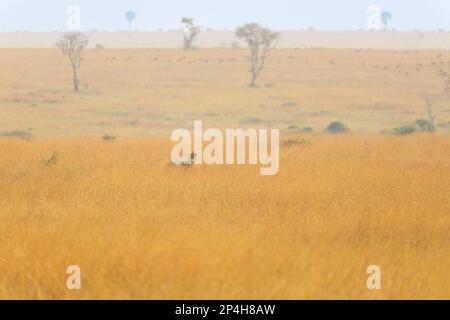 Der Löwe wandert durch hohes Gras in wunderbarer Landschaft im Uganda Queen Elizabeth National Park Stockfoto
