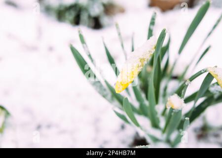 Perygelbe Frühlings-Narzissen im Frühlingsgarten unter Schnee. Stockfoto