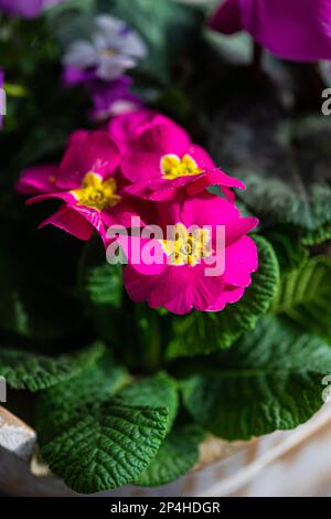 Wunderschöne bunte Primrosenblumen im Topf Stockfoto