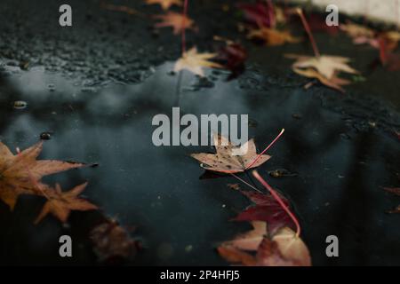 Herbstblätter ruhen auf einer Pfütze im Asphalt Stockfoto
