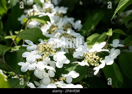 Weiße japanische Schneeballblumen. Highbush-Cranberry, glatte Hortensien Stockfoto