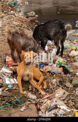 Indien, Rajasthan, Bikaner, Ziegen, die sich auf Müllhalden um den Hund ernähren Stockfoto