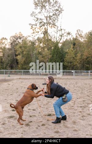 Boxer Mix Dog gibt doppelte High Fives in einem Hundepark Stockfoto