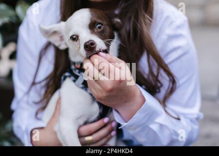 Süßes, gemischtes Hundebeißen, das auf die Finger des Besitzers beißt Stockfoto