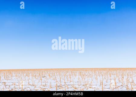 Maisfeld in Kansas mit Schnee bedeckt, minimale Zusammensetzung Stockfoto