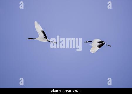 Zwei Rotkräne spreizen ihre Flügel und schweben in den Himmel. Landschaft mit wilden Vögeln im Winter, Hokkaido, Japan. 2023 Stockfoto