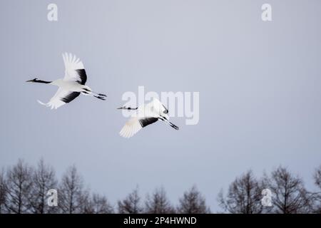 Zwei Rotkräne spreizen ihre Flügel und schweben in den Himmel. Landschaft mit wilden Vögeln im Winter, Hokkaido, Japan. 2023 Stockfoto