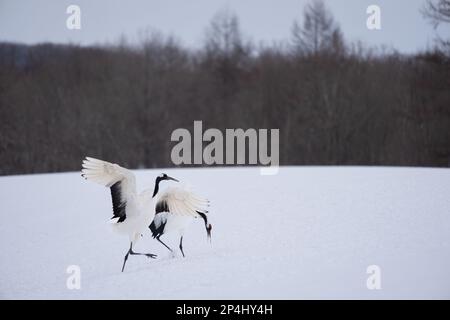 Zwei Rotkräne tanzen auf dem Schnee. Landschaft mit wilden Vögeln im Winter, Hokkaido, Japan. 2023 Stockfoto