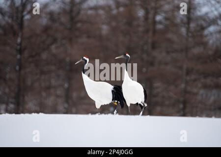 Zwei Rotkräne stehen im Schnee. Landschaft mit wilden Vögeln im Winter, Hokkaido, Japan. 2023 Stockfoto