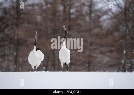 Zwei Rotkräne stehen im Schnee. Landschaft mit wilden Vögeln im Winter, Hokkaido, Japan. 2023 Stockfoto