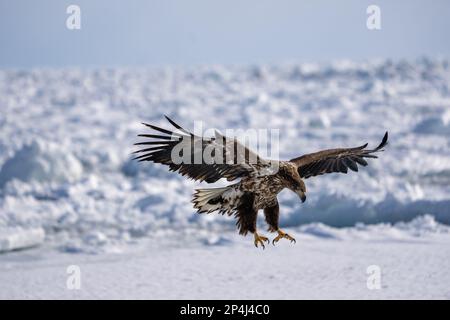 Ein Weißwedeladler breitet seine Flügel aus und bereitet sich auf die Landung im Schnee vor. Haliaeetus albicilla. Landschaft mit wilden Vögeln im Winter, Hokkaido, Japan. 2 Stockfoto