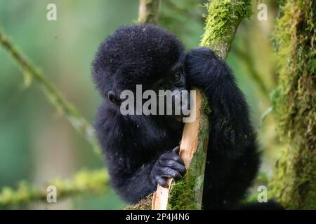 Ein einjähriges Baby-Gorilla-Spiel im Bwindi Impenetrable-Nationalpark Stockfoto