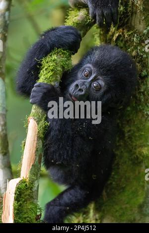 Ein einjähriges Baby-Gorilla-Spiel im Bwindi Impenetrable-Nationalpark Stockfoto