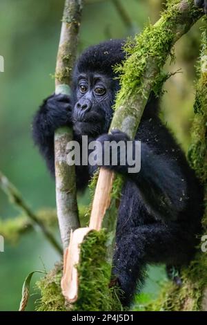 Ein einjähriges Baby-Gorilla-Spiel im Bwindi Impenetrable-Nationalpark Stockfoto