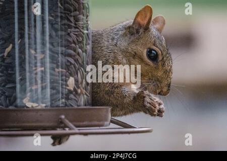 Nahaufnahme Von Grey Eichhörnchen Fressendem Vogelsamen Stockfoto