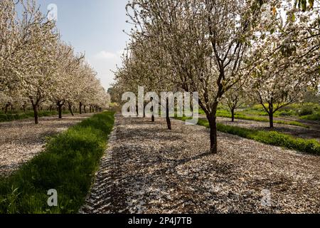 Mandelbäume blühen in einem Mandelgarten Stockfoto