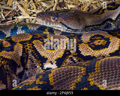 Netzpython Python reticulatus Nahaufnahme der Haut pattens Stockfoto