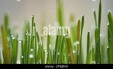 Junge Grassprossen mit Tau. Nahaufnahme. Stockfoto