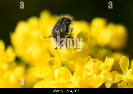 Gelbe Blumen von Mhonia Holly, Zierstrauch. Stockfoto