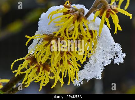 Lunow, Deutschland. 06. März 2023. Schnee bedeckt teilweise die gelben Blumen einer Hexenhasel. Gestern ist in großen Teilen Brandenburgs ein wenig Schnee gefallen. Die Haselnussbraun blüht im Januar und Februar bis zum Frühling, je nach Art. Kredit: Patrick Pleul/dpa/Alamy Live News Stockfoto