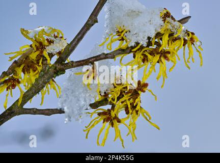 Lunow, Deutschland. 06. März 2023. Schnee bedeckt teilweise die gelben Blumen einer Hexenhasel. Gestern ist in großen Teilen Brandenburgs ein wenig Schnee gefallen. Die Haselnussbraun blüht im Januar und Februar bis zum Frühling, je nach Art. Kredit: Patrick Pleul/dpa/Alamy Live News Stockfoto